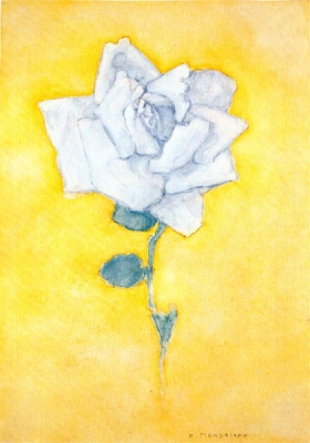 Witte roos tegen geel plafond